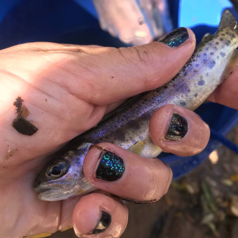 Rainbow trout in Nevada