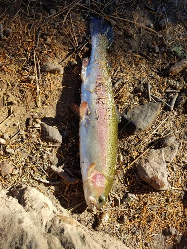 Rainbow trout in Arizona