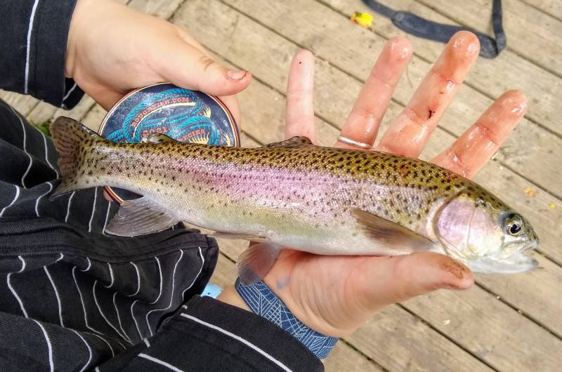 Rainbow trout in Gatlinburg