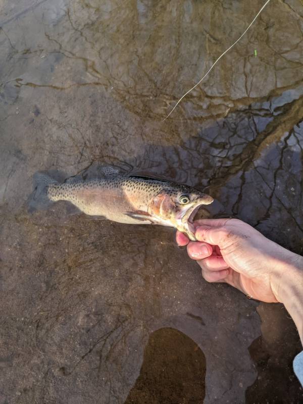 Rainbow trout in New Holland