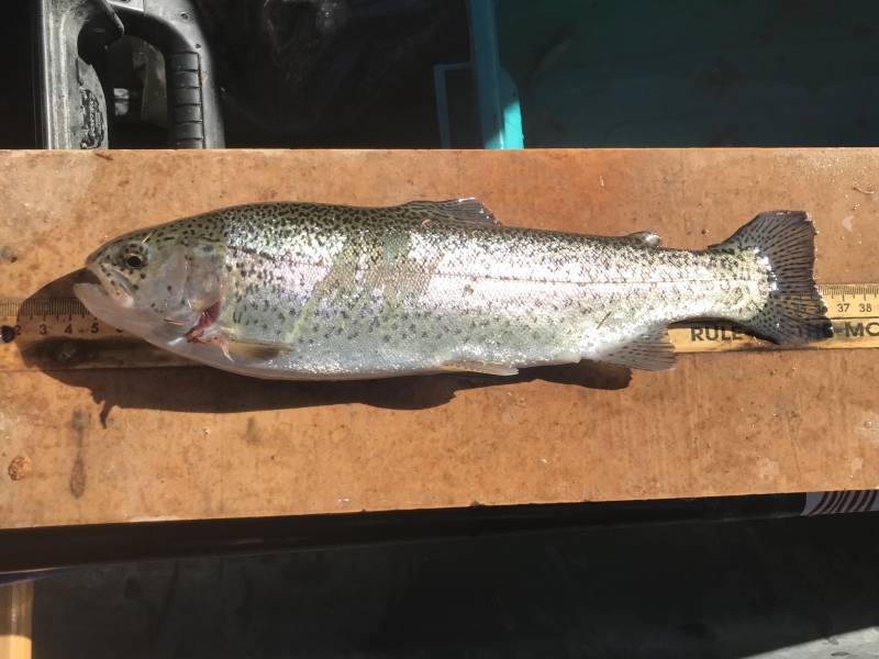 Rainbow trout in Texas