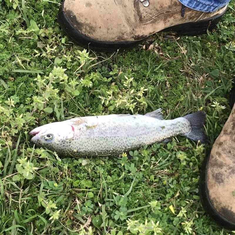 Rainbow trout in Kirbyville