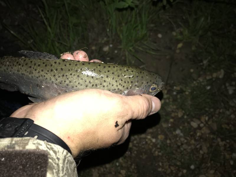 Rainbow trout in Woodcreek