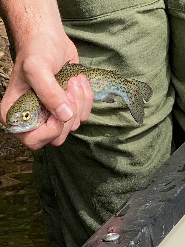 Rainbow trout in Warrenton