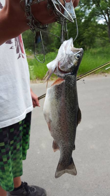 Rainbow trout in Minnesota