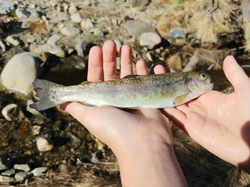Rainbow trout in Homeland