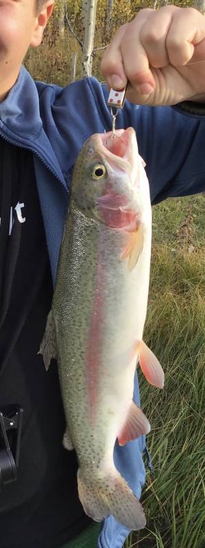Rainbow trout in Park City