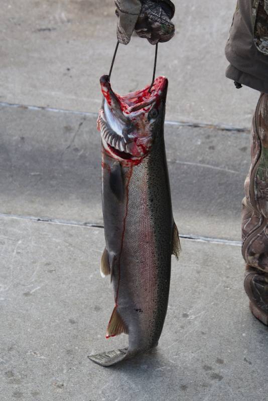 Steelhead in Wonder Lake