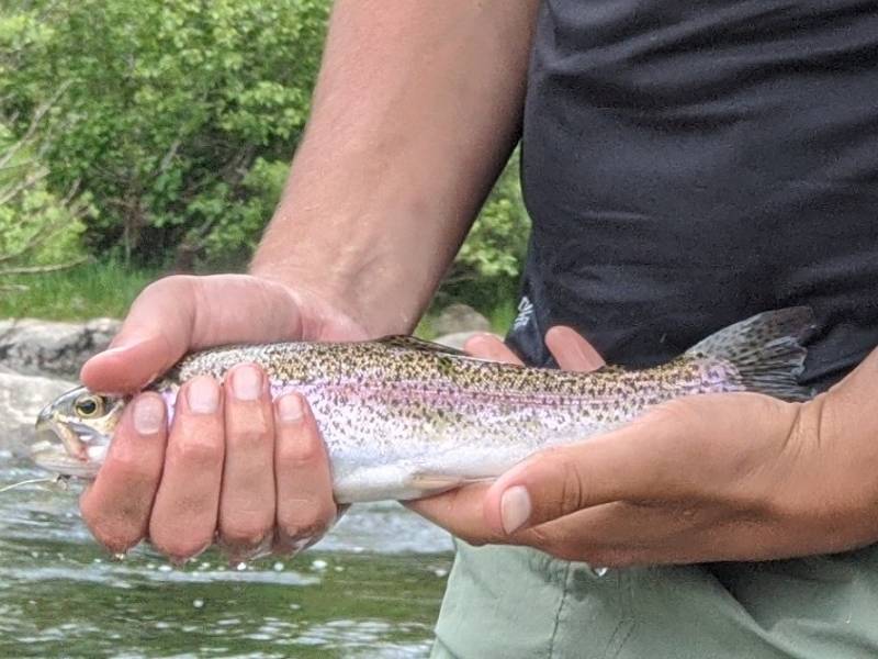 Rainbow trout in Estes Park