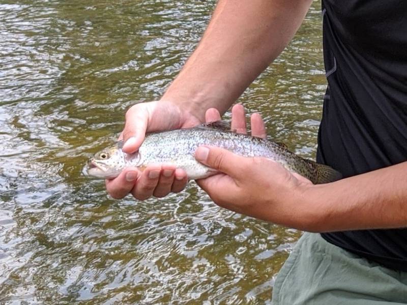 Rainbow trout in Estes Park