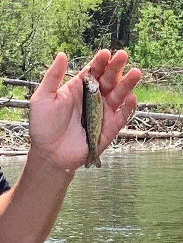Rainbow trout in Estes Park