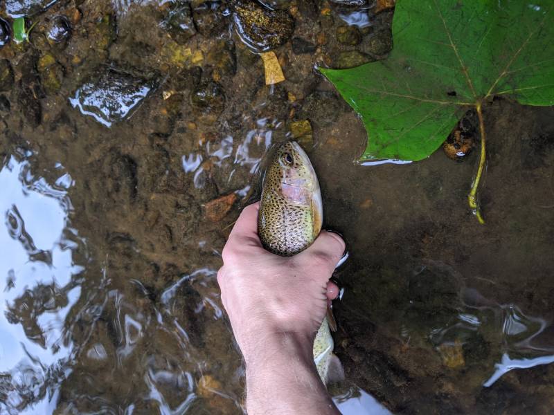 Rainbow trout in Sharon Hill