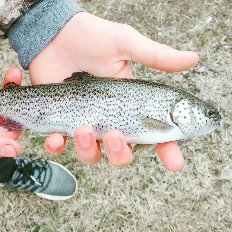 Rainbow trout in Kentucky