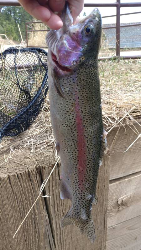 Rainbow trout in Custer
