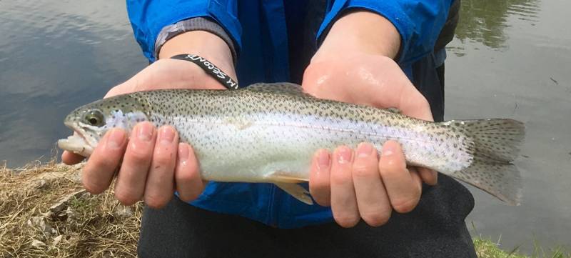 Rainbow trout in Ballwin