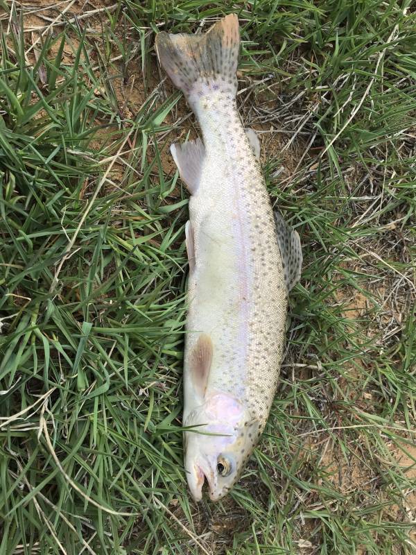 Rainbow trout in Utah