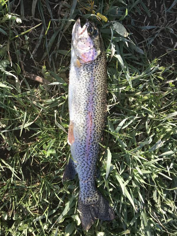 Rainbow trout in Utah