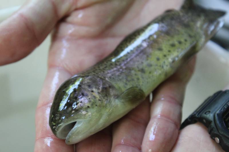 Rainbow trout in Hanover