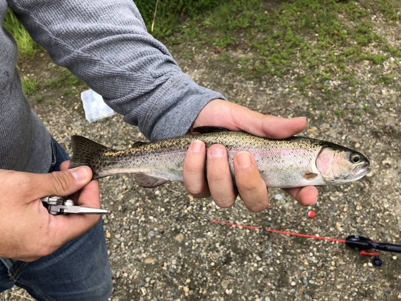 Rainbow trout in Fairbanks