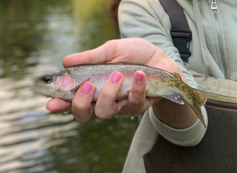 Rainbow trout in Drexel
