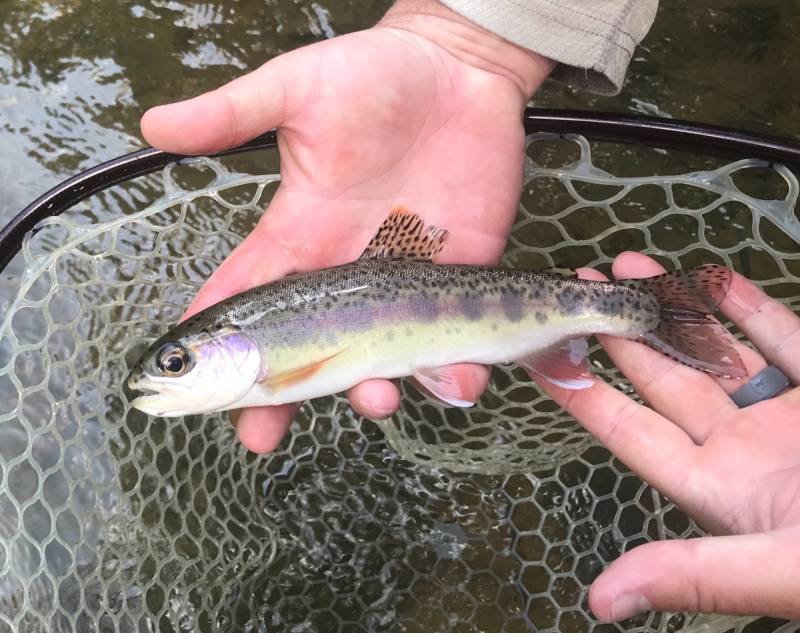 Rainbow trout in Drexel