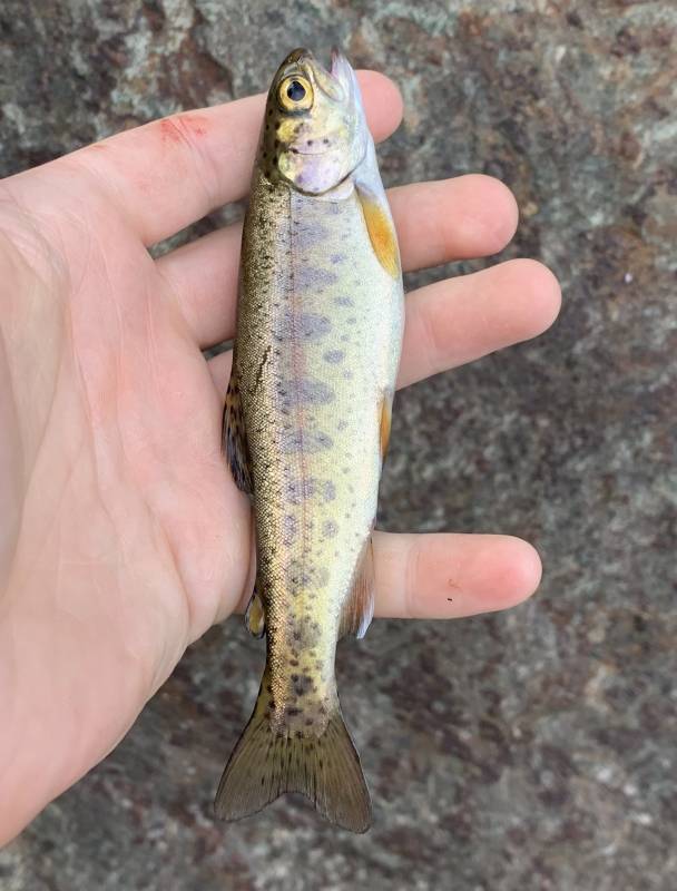 Rainbow trout in Idaho