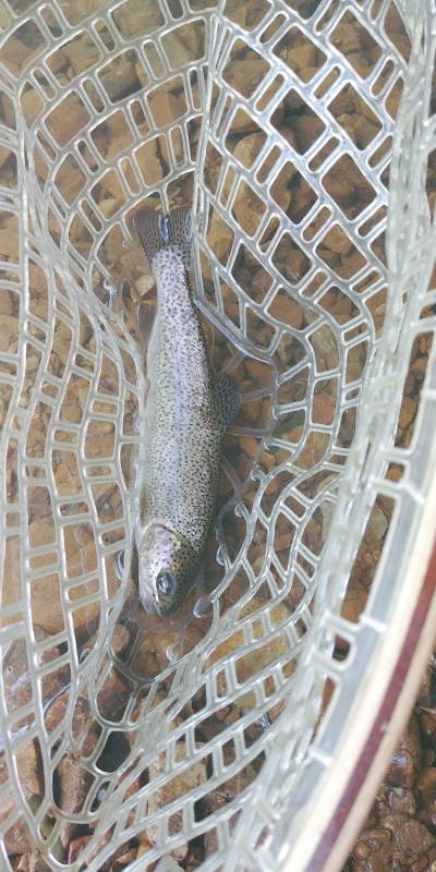 Rainbow trout in Kentucky