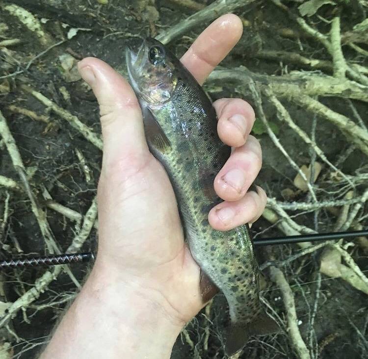 Rainbow trout in Drexel