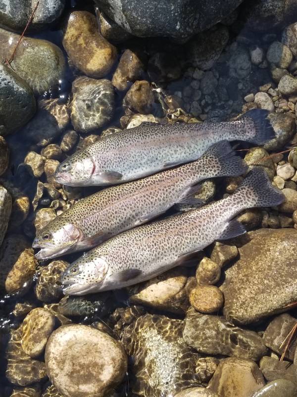 Rainbow trout in Idaho