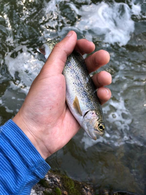 Rainbow trout in Woodlake