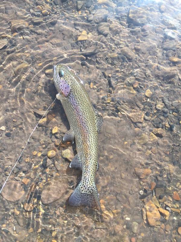 Rainbow trout in East River