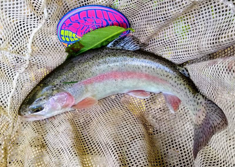 Rainbow trout in Iowa