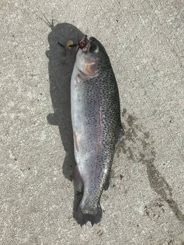 Rainbow trout in Utah