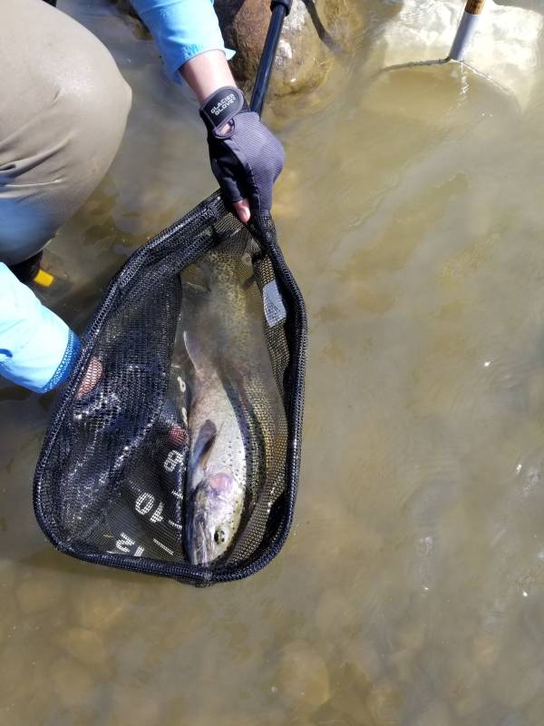 Steelhead in Westlake