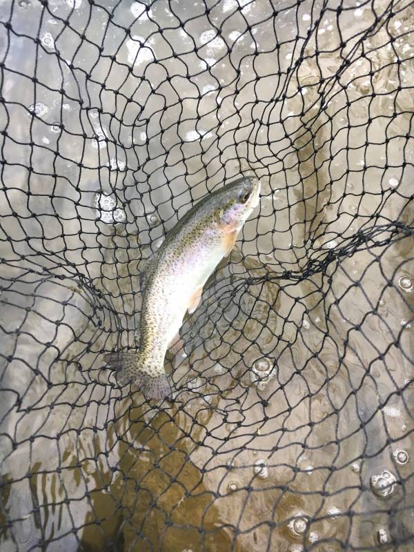 Rainbow trout in Virginia