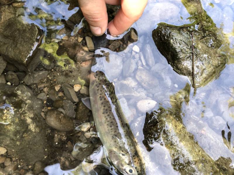 Rainbow trout in Michigan