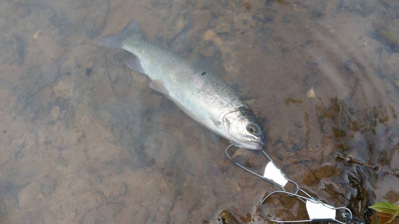 Rainbow trout in Erin