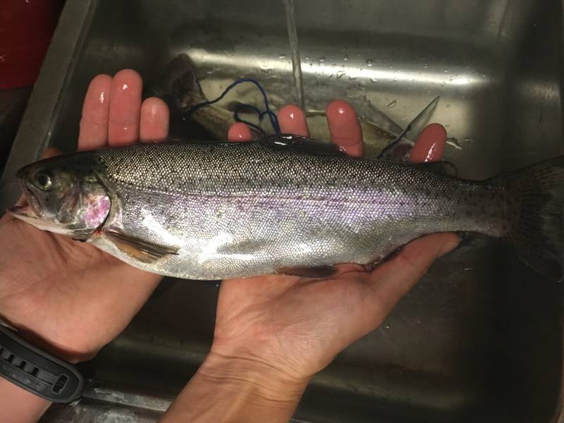 Rainbow trout in Wisconsin Rapids