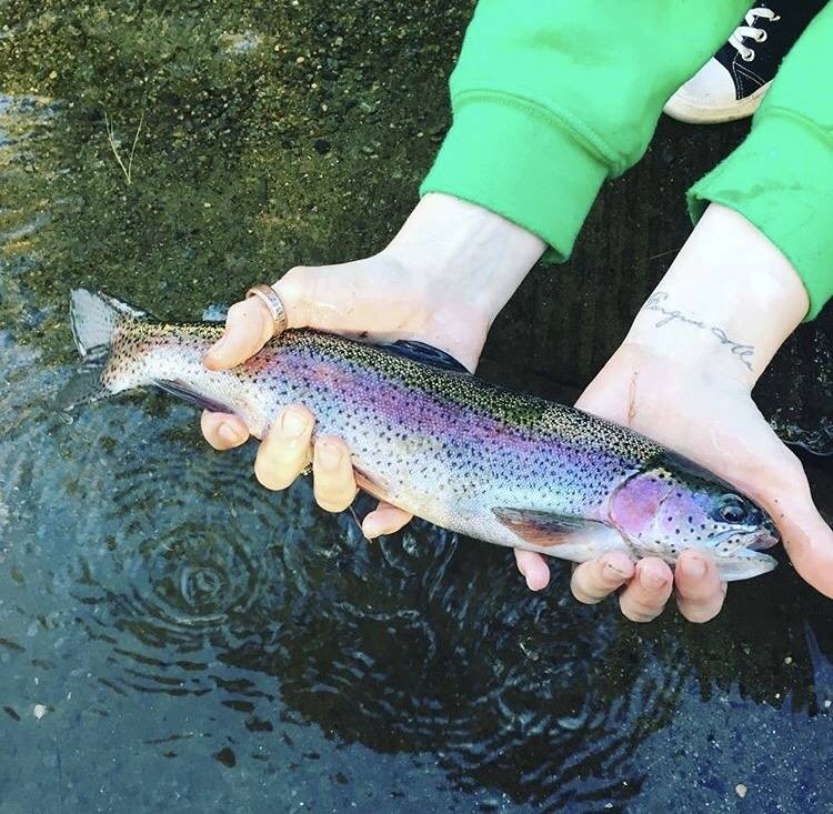 Rainbow trout in Hampstead