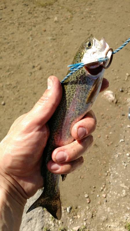 Rainbow trout in Carbon County