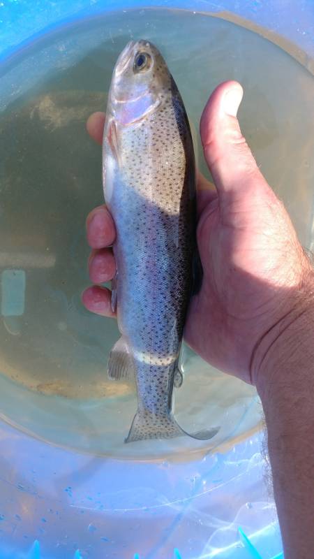 Rainbow trout in Custer