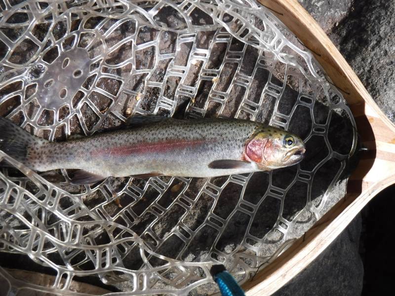 Rainbow trout in Minnesota
