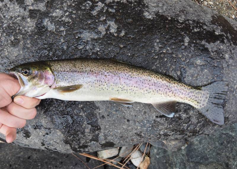 Rainbow trout in Idaho