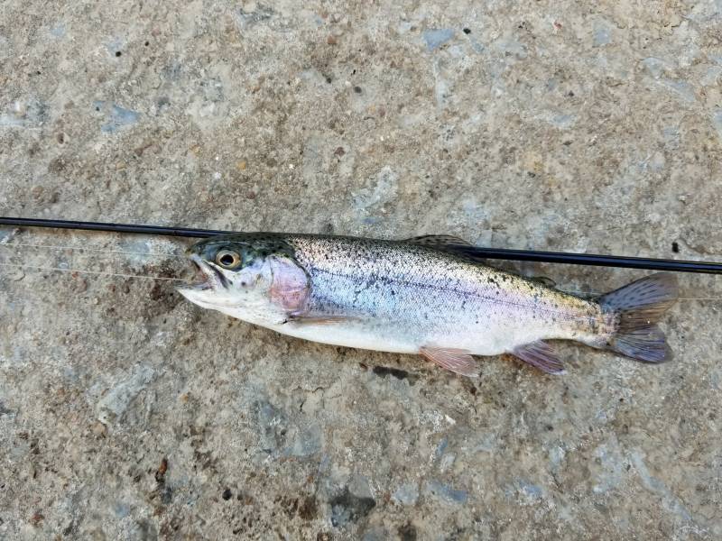 Rainbow trout in Erin