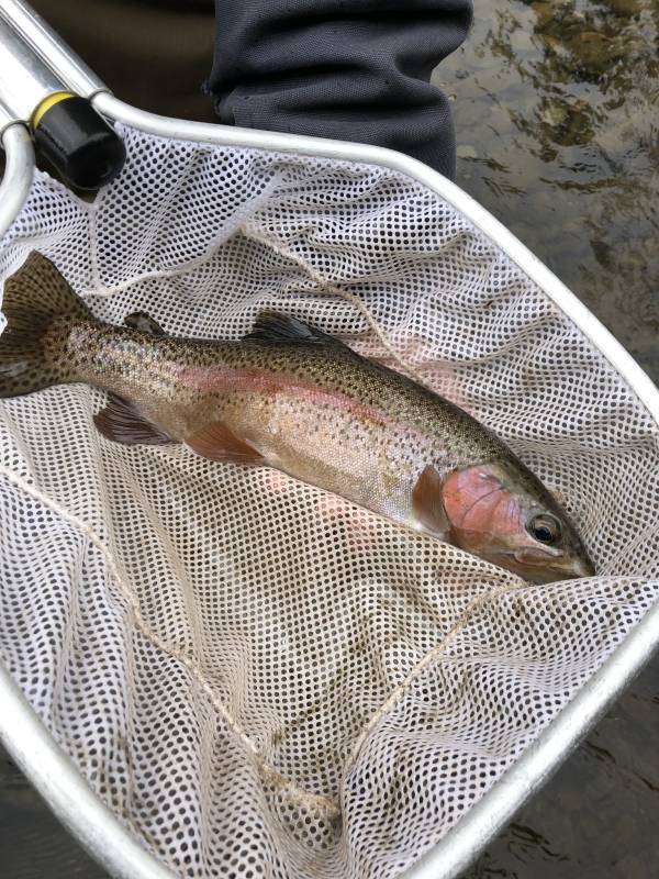 Rainbow trout in Honesdale