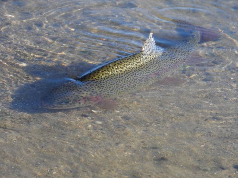 Rainbow trout in Cupertino