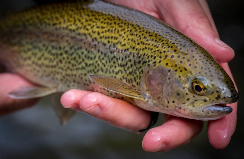 Rainbow trout in Mars Hill