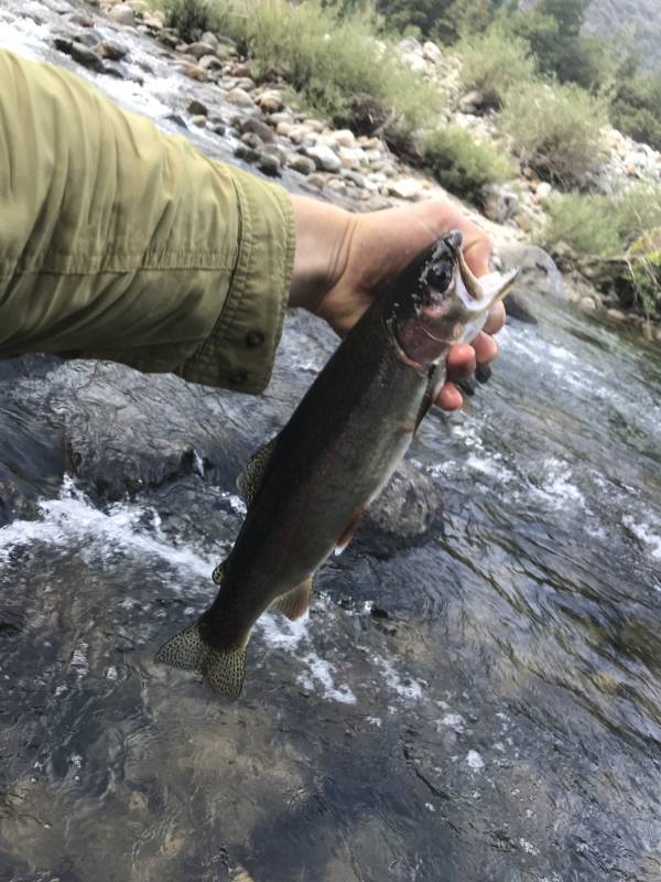 Steelhead in Mi-Wuk Village