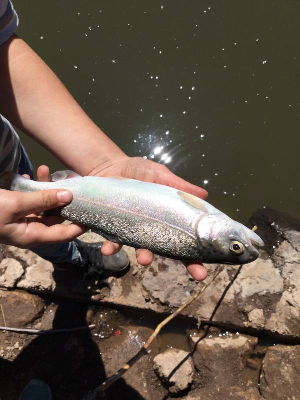 Rainbow trout in Sedona