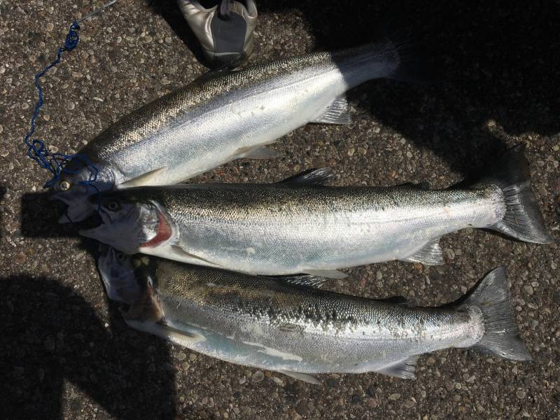 Steelhead in Douglas